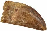 Carcharodontosaurus Tooth - Real Dinosaur Tooth #234290-1